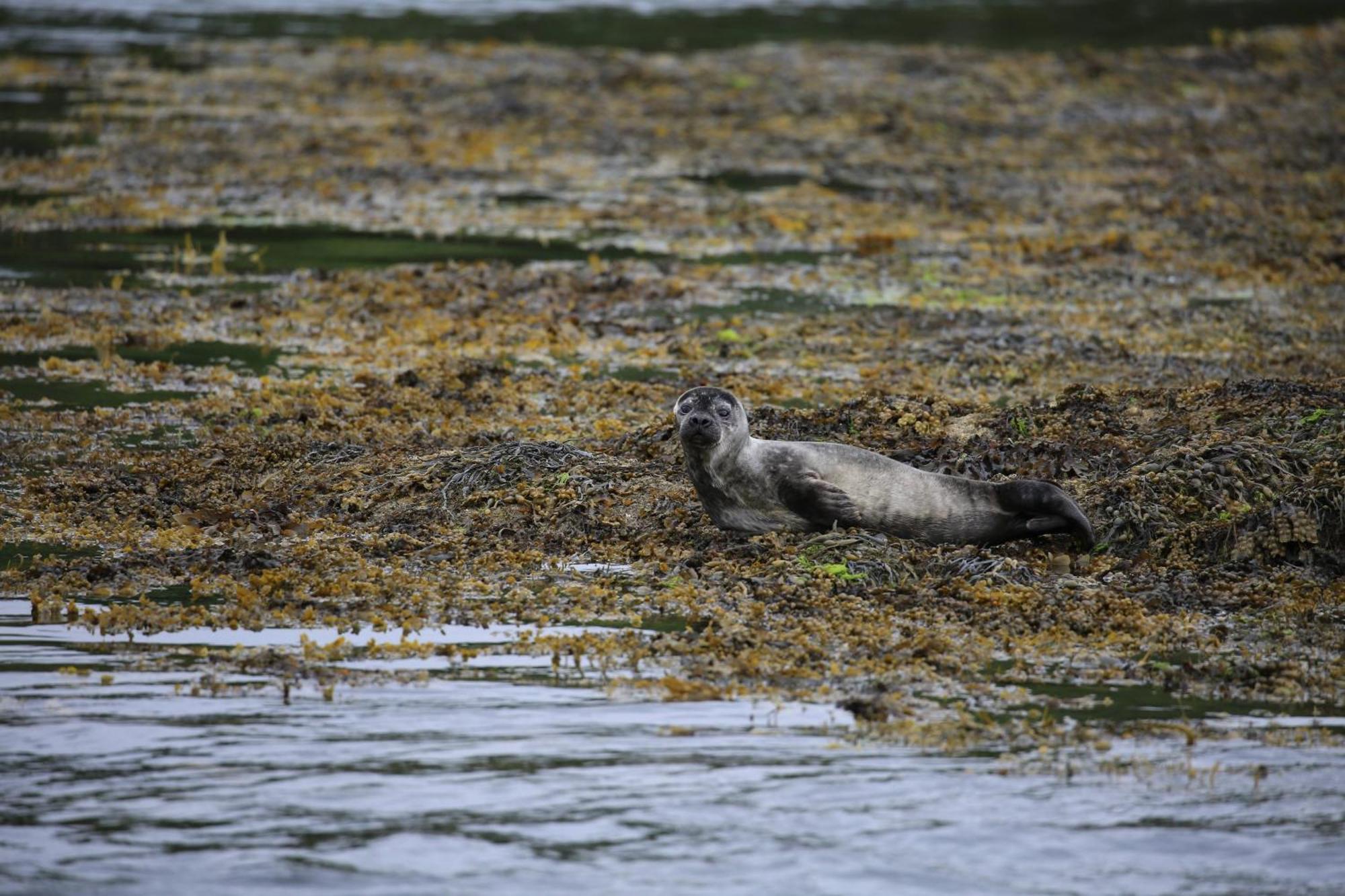 Acharacle Isle Of Carna, Secluded Scottish Island, Loch Sunartヴィラ エクステリア 写真