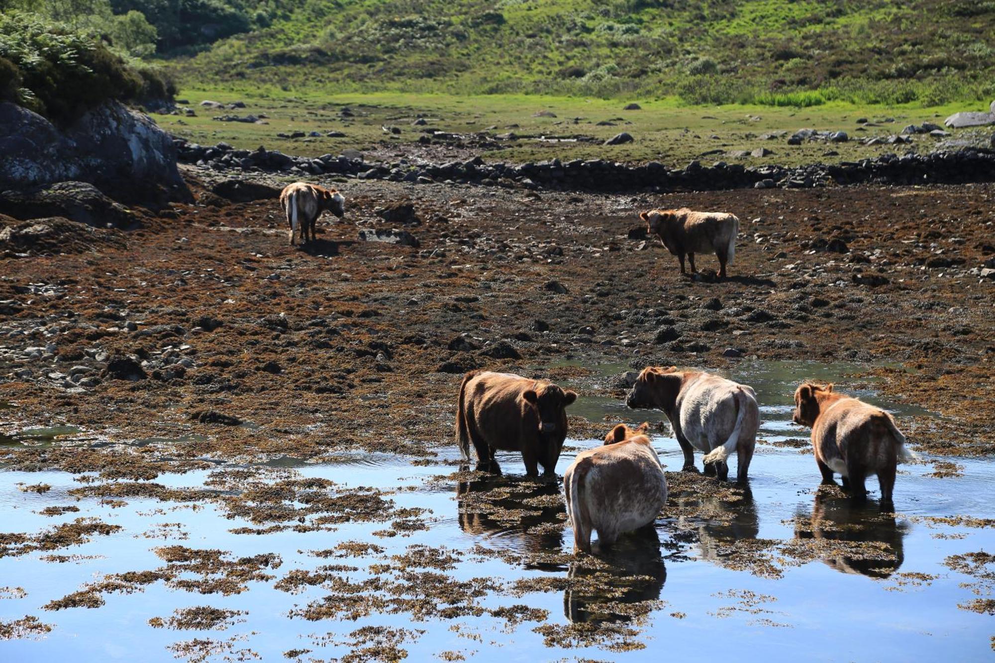 Acharacle Isle Of Carna, Secluded Scottish Island, Loch Sunartヴィラ エクステリア 写真